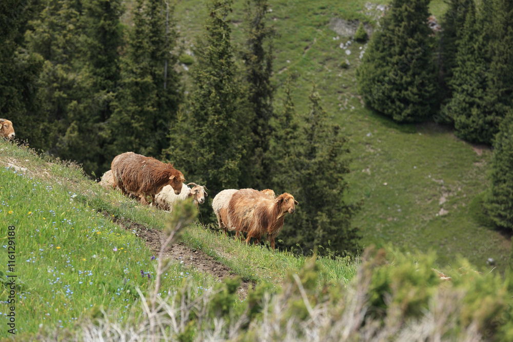 Fototapeta premium group of sheep walking on mountain trail