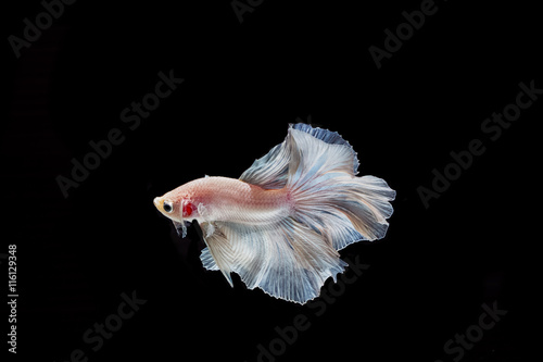 moving moment of white siamese fighting fish isolated 