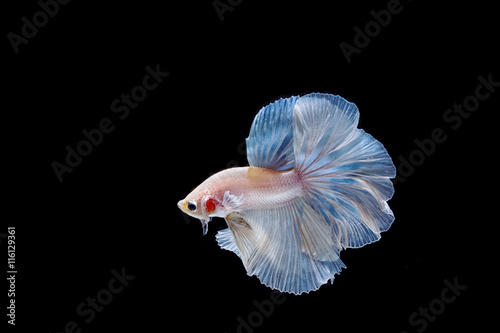 moving moment of white siamese fighting fish isolated 