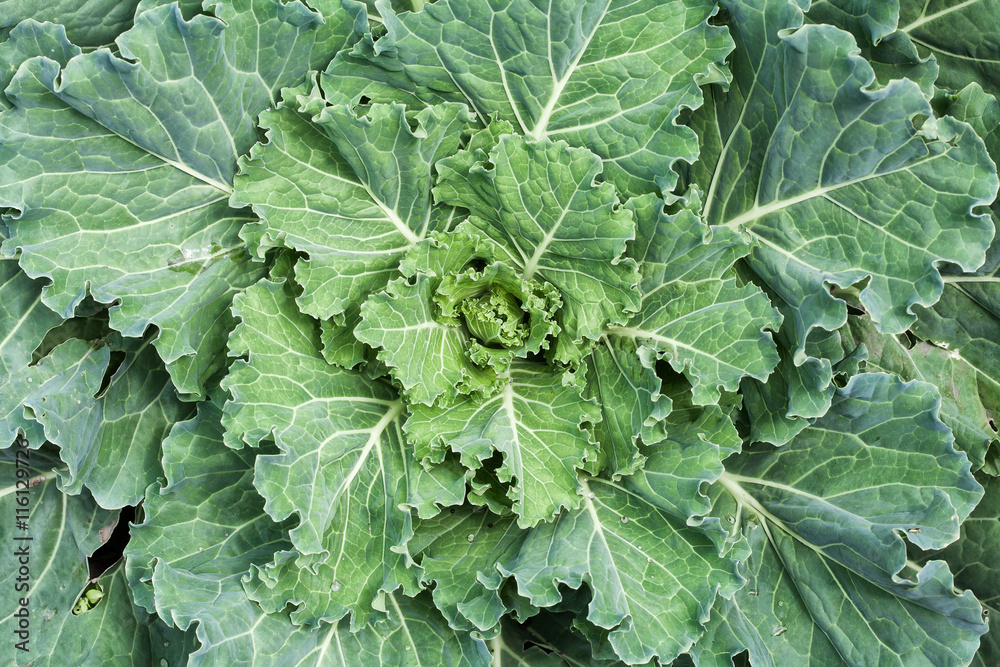 Fresh big cabbage in the garden Fresh big cabbage in the garden