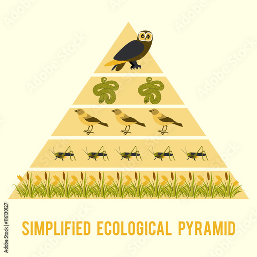 Ecosystem energy flow.