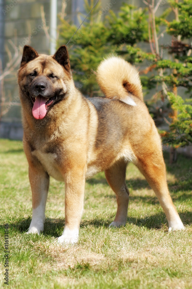 purebred red dog Akita inu standing in the show position