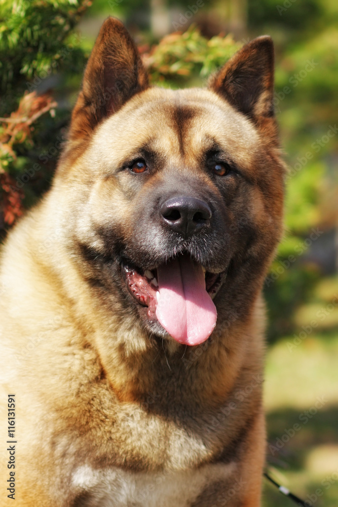 dog breed Akita inu in the summer heat outdoors