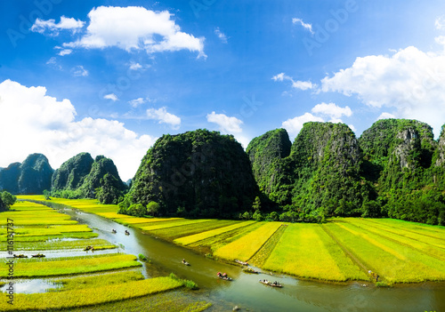 Rice fields in Vietnam 