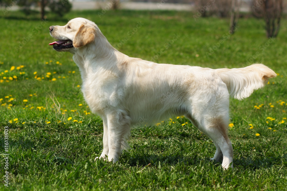 beautiful purebred dog Golden Retriever standing beautiful purebred dog Golden Retriever standing