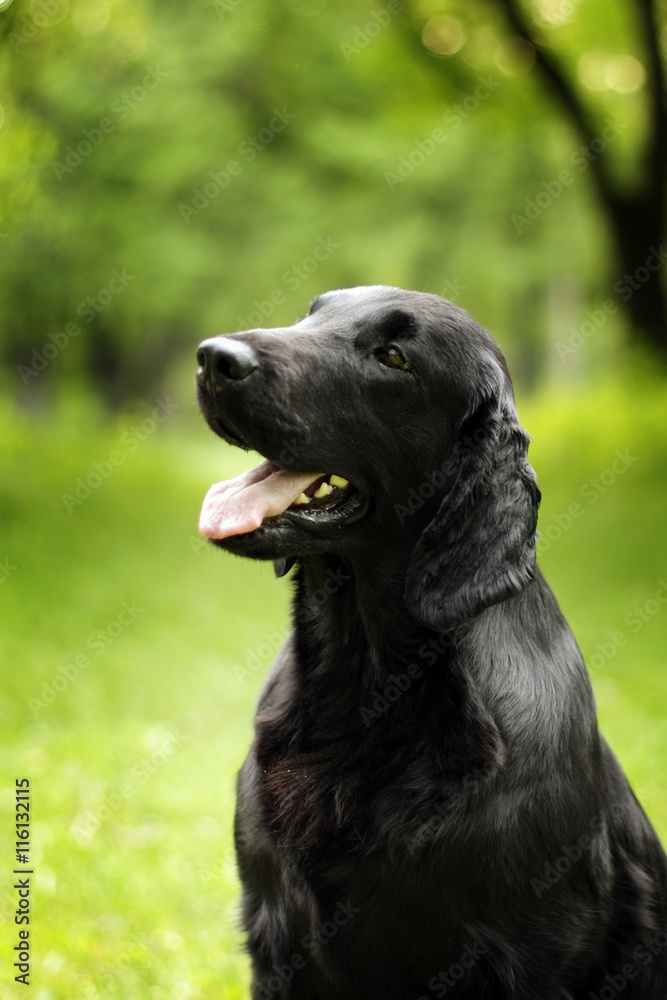 black dog flat-coated Retriever summer outdoors looking
