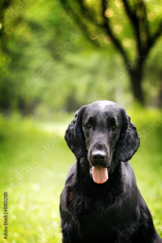 black dog flat-coated Retriever summer outdoors