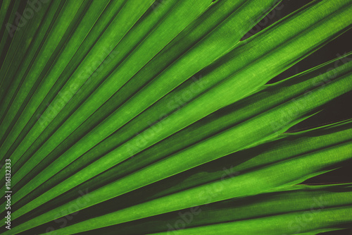 Palm leaf background vintage color