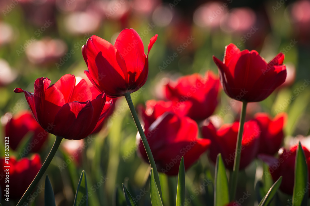 Obraz premium Group of Tulip flowers are spring blooming perennials that grow from bulbs, it is national popular flowers of Netherlands.