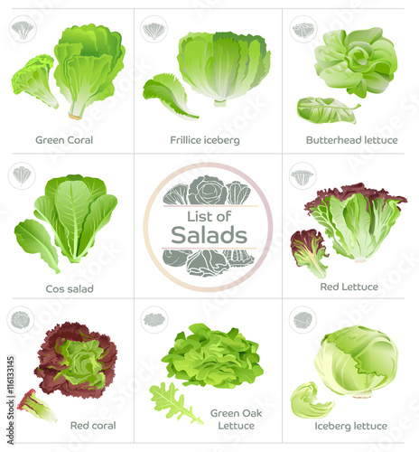 List of salad vegetables and icons vector. Popular eating lettuce. Product for Hydroponics system.