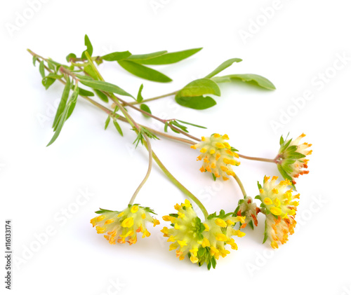 Canvas Print Astragalus. Common names include milkvetch, locoweed and goat's-