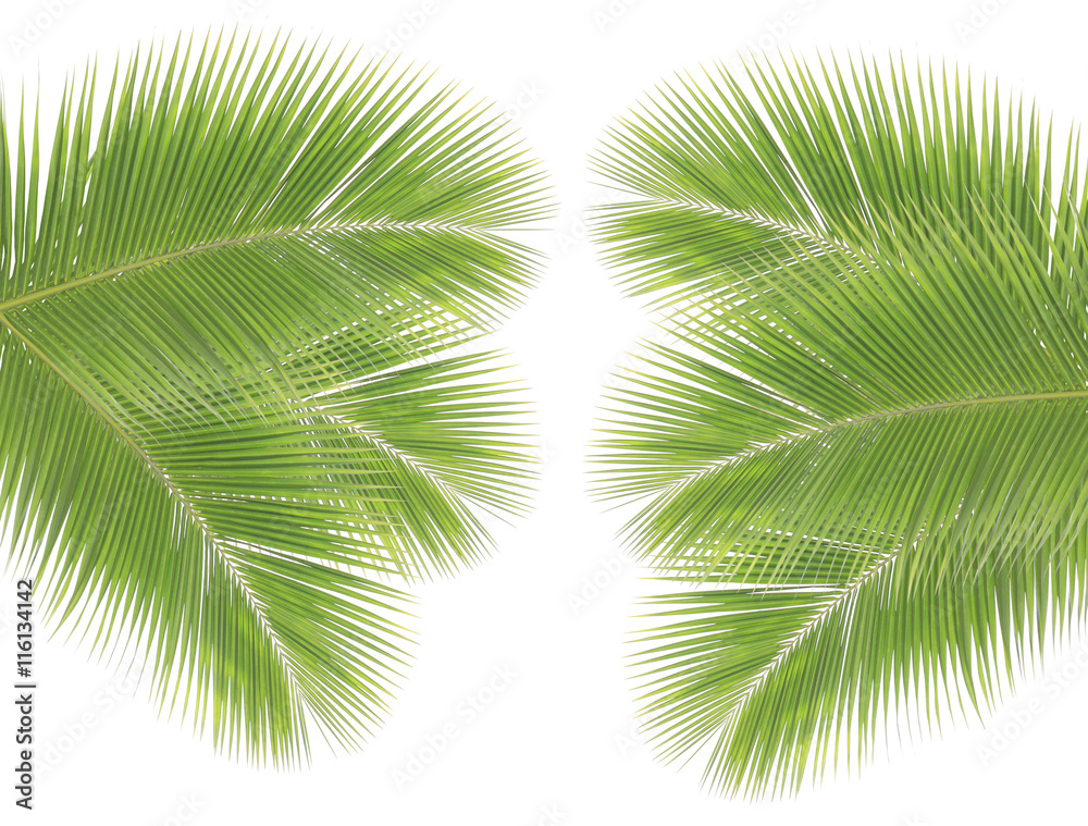 Coconut leaf isolated on white background Coconut leaf isolated on white background
