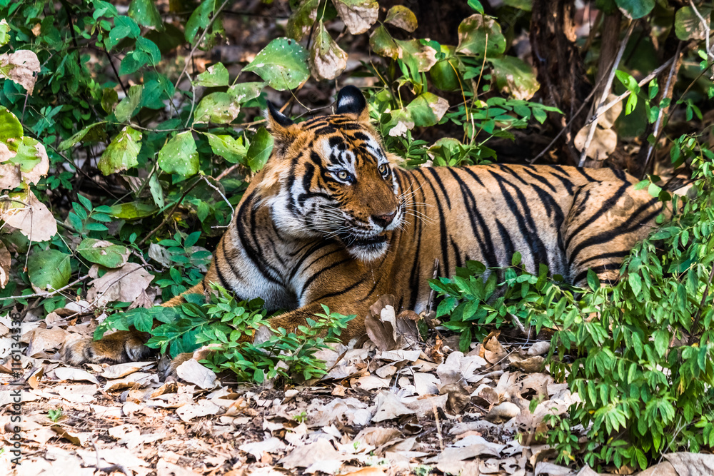 Obraz premium Royal Bengal Tiger (T-24 Ustaad)