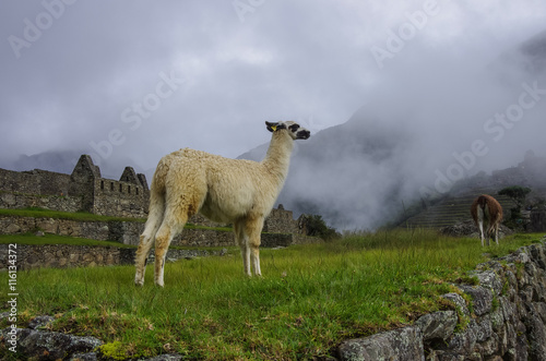 Alpaca ( lama ) in  Machu Picchu, Peru, UNESCO World Heritage Site © smoke666