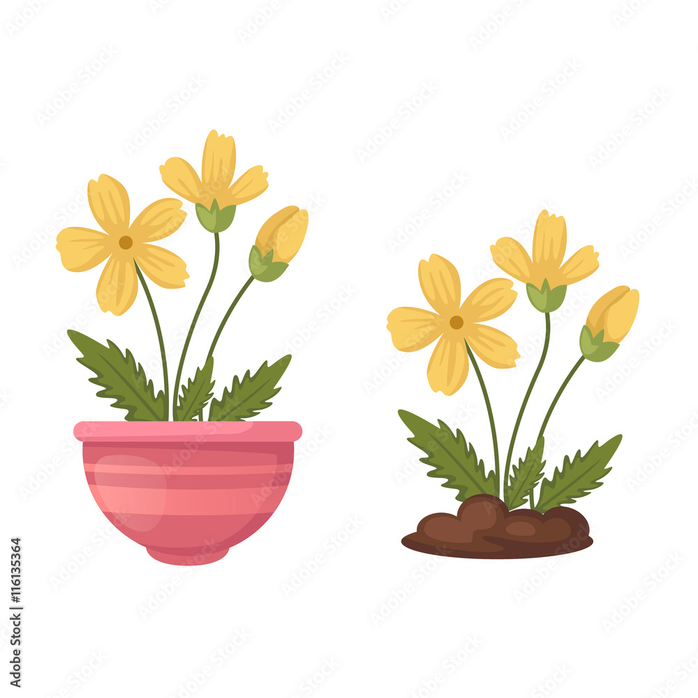 flowers in vase vector