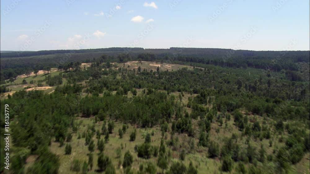Fast Flight, Fir Forest Fast Flight, Fir Forest