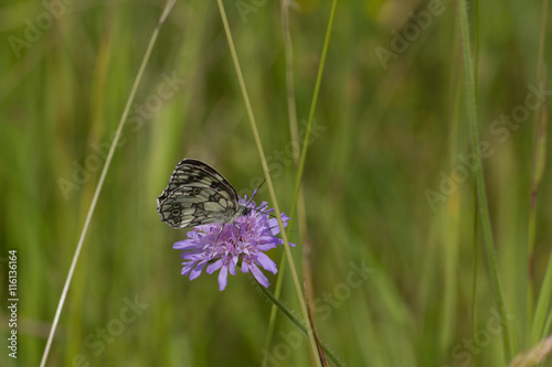 Schachbrett, Schmetterling auf Wiese photo