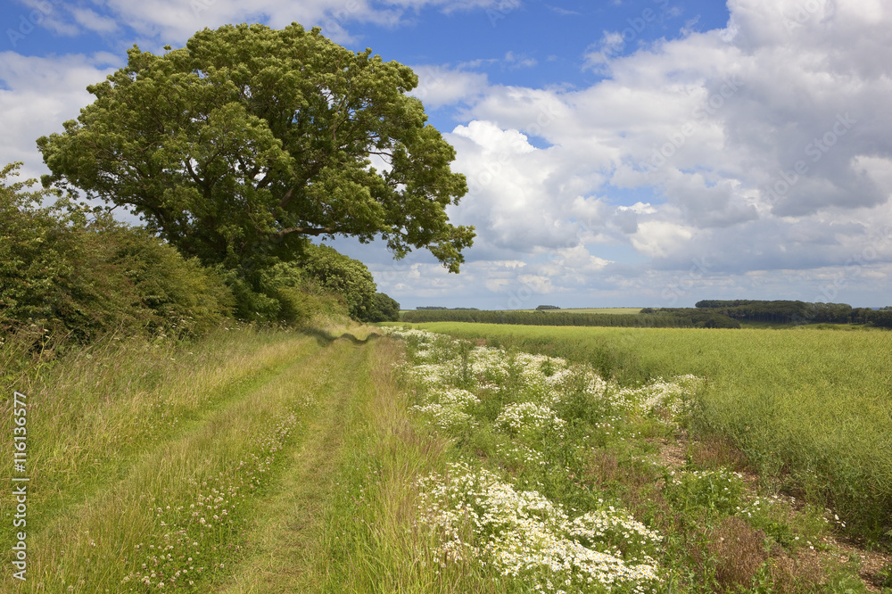country bridleway with wildflowers