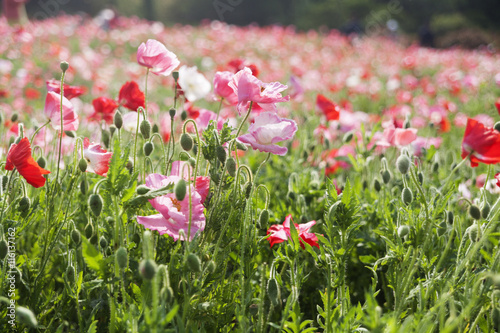 Morning  flower garden