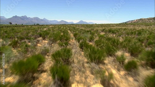 Low, Redbush Tea Plantation photo