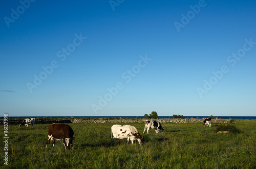 Grazing cattle in a coastal landscape © olandsfokus