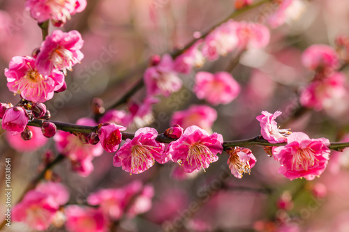 closeup of pink plum flowers in bloom