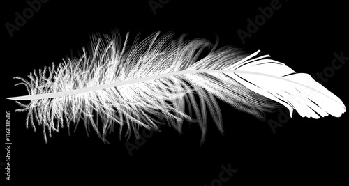 feather isolated single white silhouette