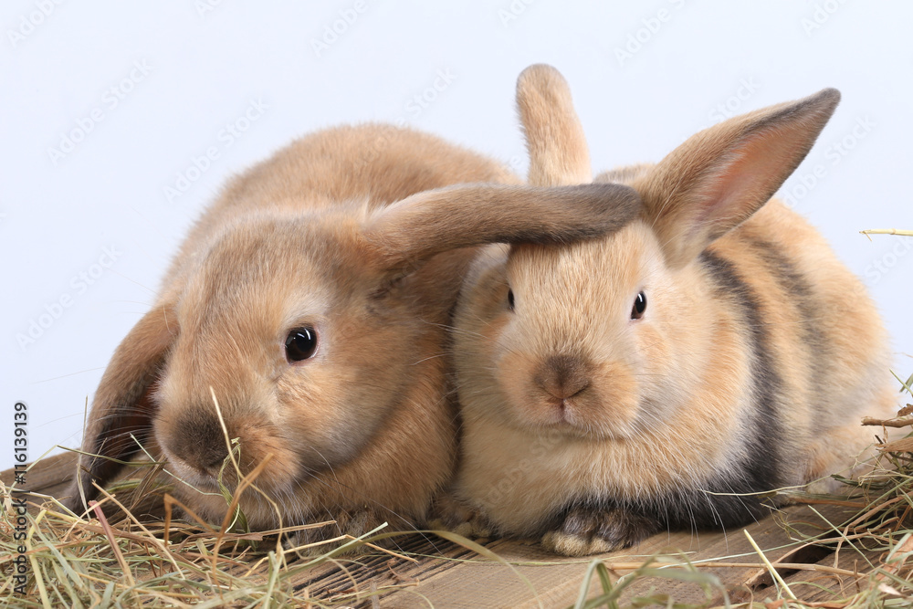 pair of rabbits