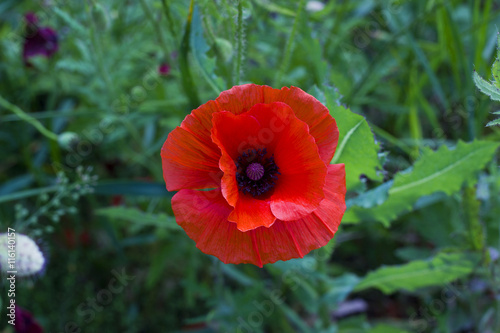 Red poppy flower with bud in field