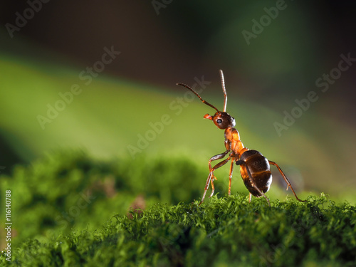 Pretty redhead, wood ant standing on a moss. macro © kozorog