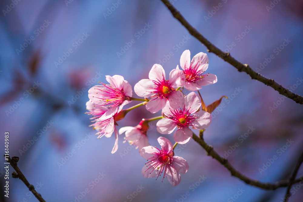 Flowers:Cherry blossoms in Thailand,Phu-lom-lo-thai-sakura-cherry-blossam. Flowers:Cherry blossoms in Thailand,Phu-lom-lo-thai-sakura-cherry-blossam.