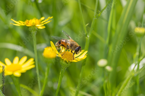 Biene sitzt auf gelber Blüte auf Wiese, Makro © fotoman1962