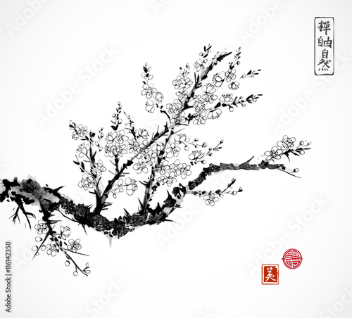 Oriental cherry branch in blossom on white background. Sakura hand drawn in Traditional Japanese ink painting sumi-e.