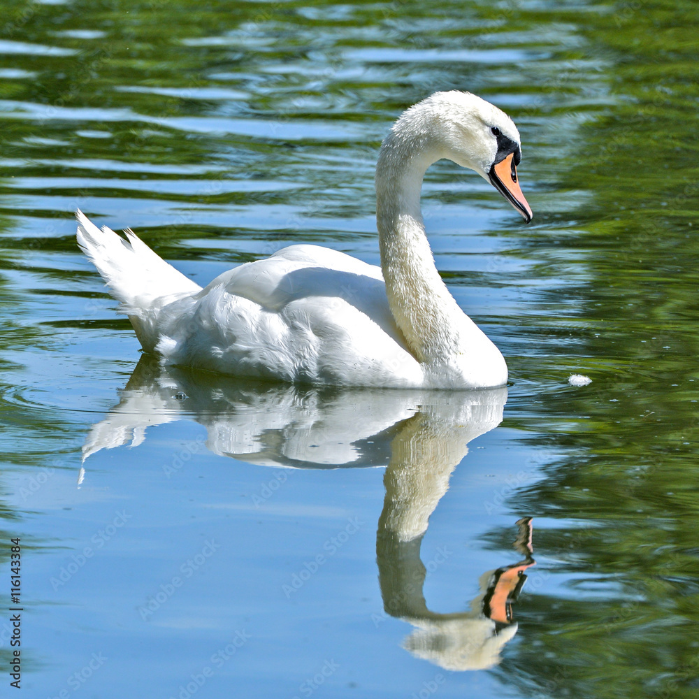 Cygne blanc sur l'eau Stock Photo | Adobe Stock