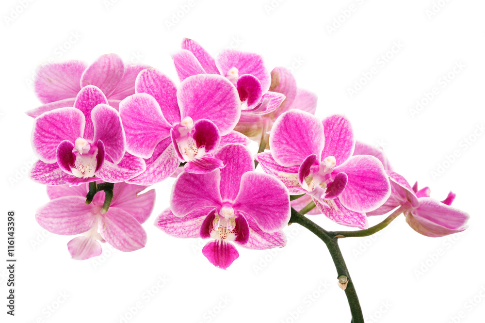 branch of pink orchids isolated on a white background branch of pink orchids isolated on a white background