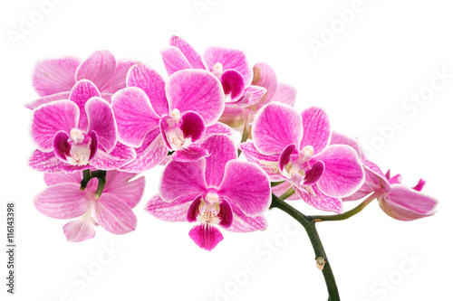branch of pink orchids isolated on a white background