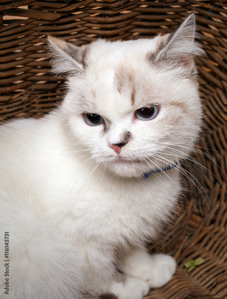 White Cat sitaing  in the basket