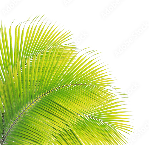 Coconut leaf isolated on white background