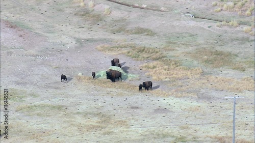 Buffalo, Bear State Park photo