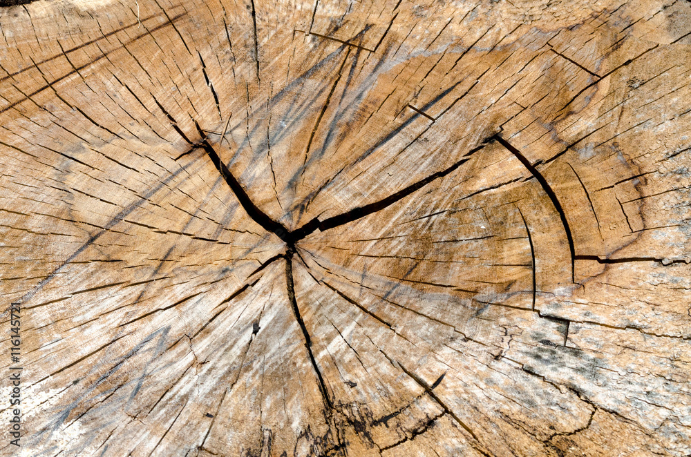 Fototapeta premium Wood texture