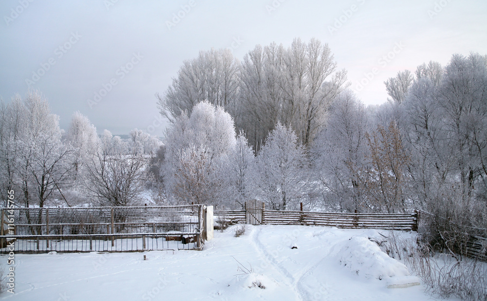 Fototapeta premium oak in hoarfrost