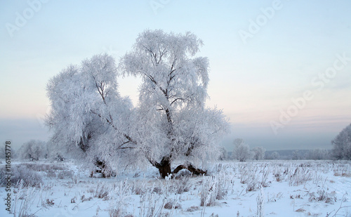 oak in hoarfrost photo