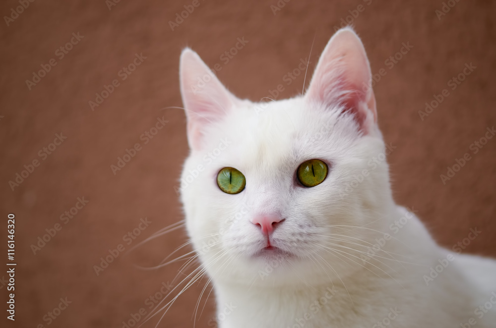 Beyaz Kedi