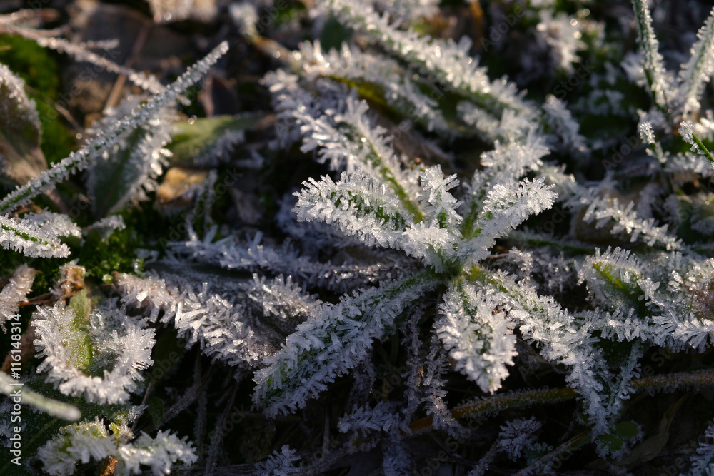 frost on the grass