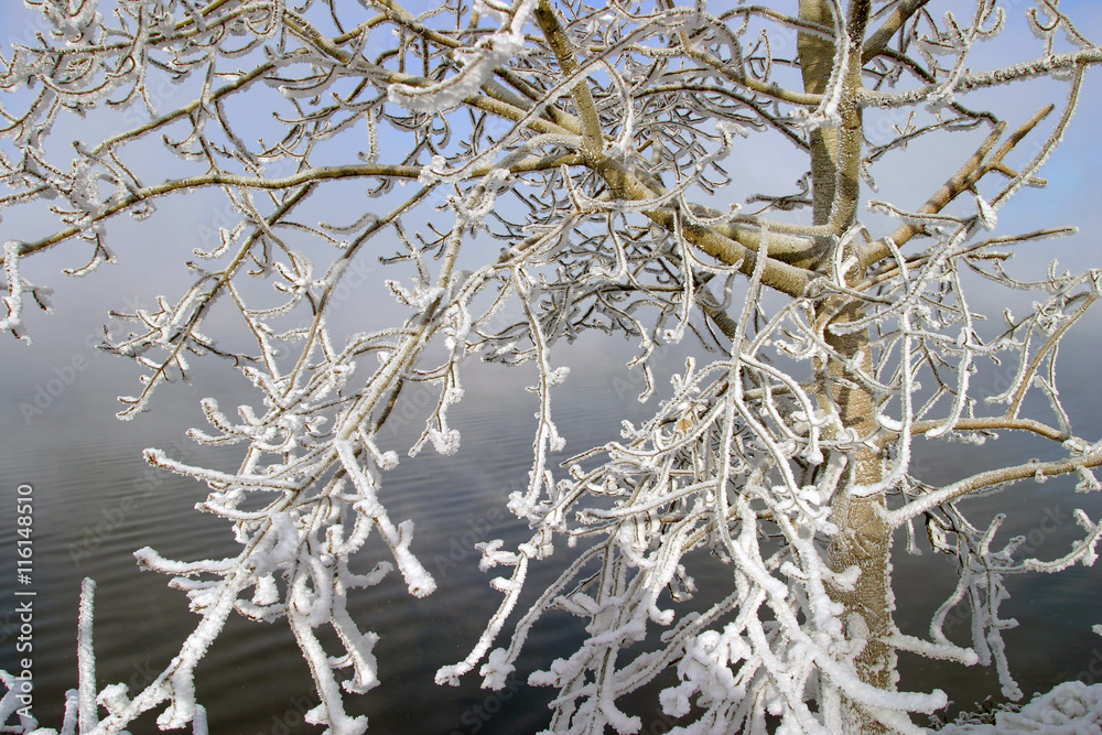 Frosty morning on the river