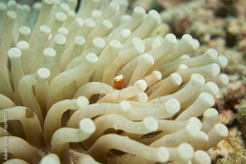 Shimp anemone