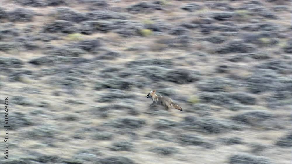 Coyote Chasing Antelope