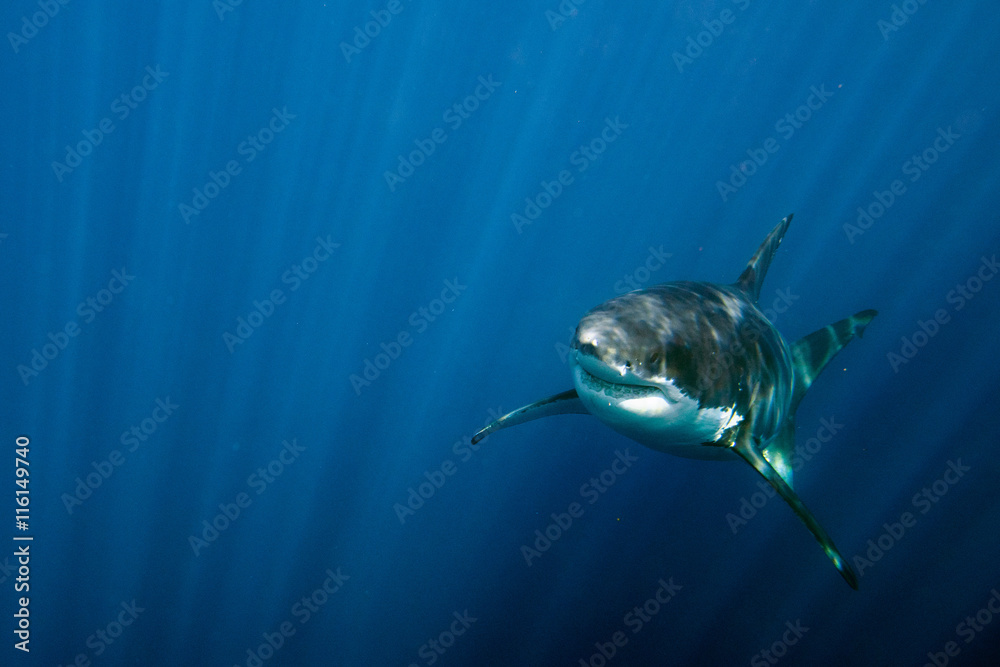 Obraz premium Great White shark ready to attack underwater close up