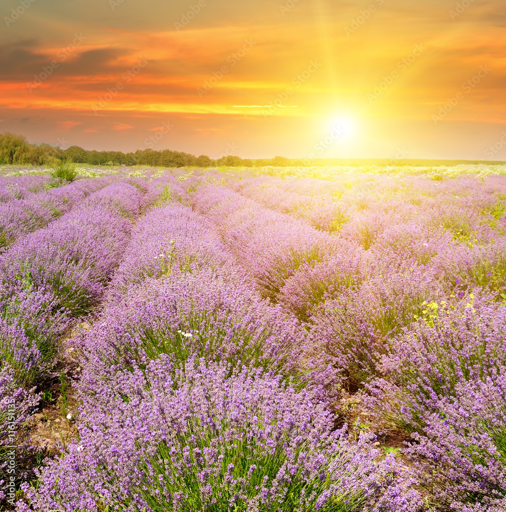 Obraz premium Field with blooming lavender and sunrise