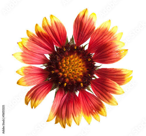 yellow-orange garden flowers isolated on white background